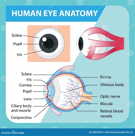 Diagram Of Human Eye Anatomy With Label Stock Vector Illustration Of
