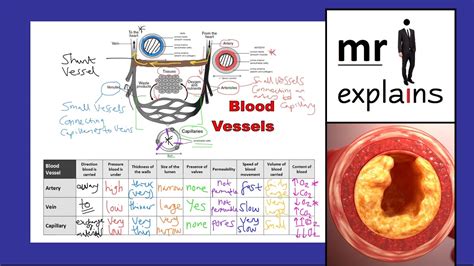 Mr I Explains Comparing Blood Vessels Arteries Veins And