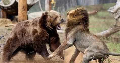 The Fіeгсe Mother Bear Kіllѕ The Lion To Save The Cub Mlb Sport 24