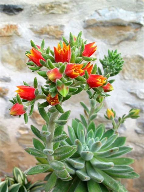 Several Succulents Are Growing In Pots Near A Stone Wall