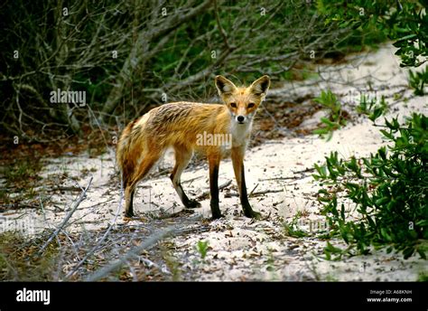 Fox Outer Banks North Carolina Stock Photo Alamy