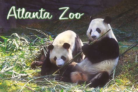 My Favorite Animal Postcards Panda Bears At The Atlanta Zoo Georgia