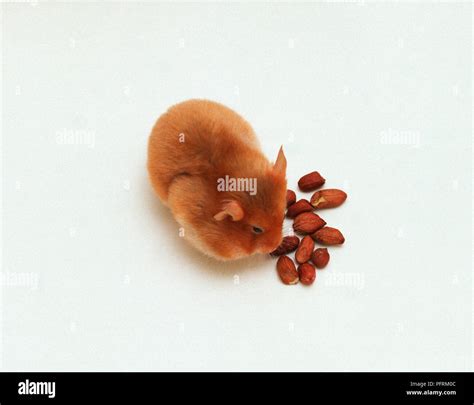Hamster Eating Nuts Stock Photo Alamy