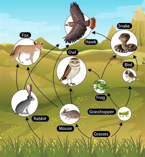 Education Poster Of Biology For Food Chains Diagram 1609765 Vector Art