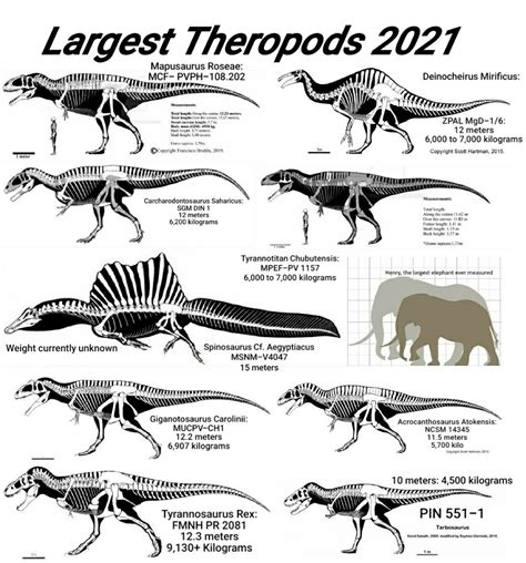 The Largest Theropods 2021 Spinosaurus Tyrannosaurus Giganotosaurus