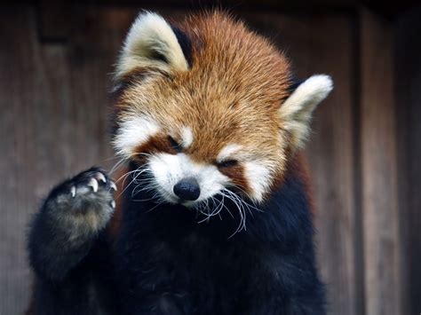 Red Panda Facts Behavior Habitat Diet