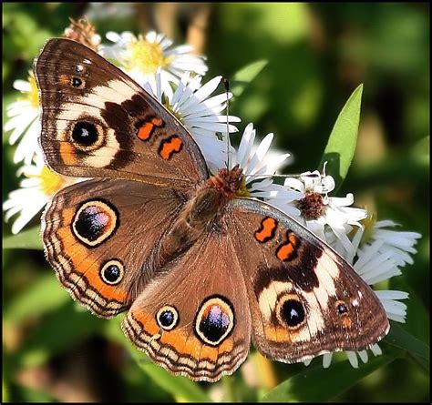 Buckeye Butterfly Photo By Photographer Katherine Clifton