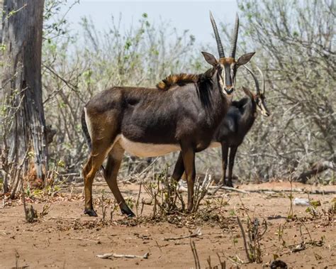 Sable Antelope Facts Diet Habitat And Pictures On Animaliabio