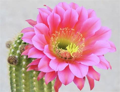Cactus Flower Art And Collectibles Painting Jan