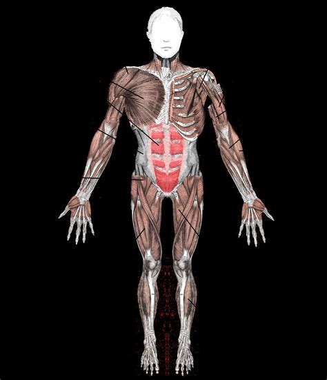 Our human body for kids information includes an awesome range of free games, fun experiments, science fair projects, interesting facts, amazing learn about health and growth, the human skeleton and all kinds of interesting human body topics. Diagram Of Muscular System (With images) | Human body ...