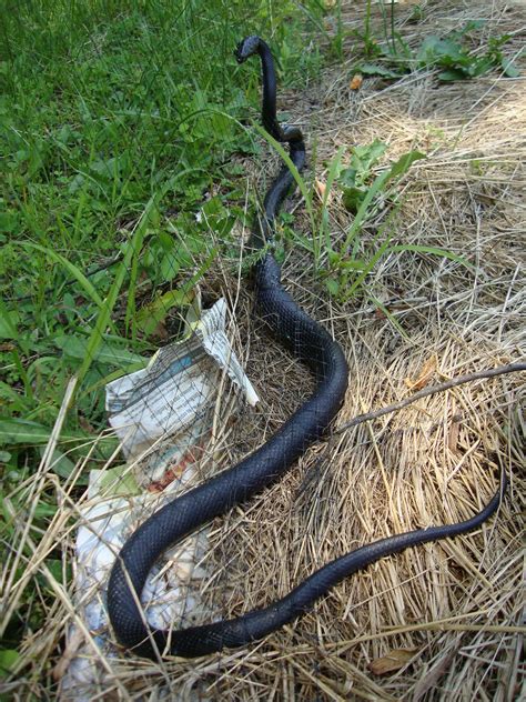 What's the best feeding technique to use? FAT BEAR FARM: Black Snake Down: R.I.P. Garden Helper
