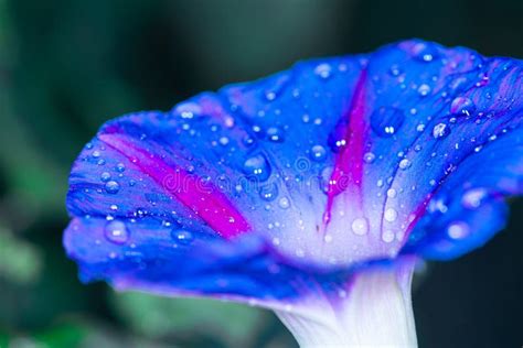 1257 Blue Rose Dew Drops Photos Free And Royalty Free Stock Photos