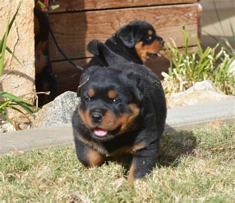 These loving and loyal goofballs can make great pets. Baby Rottweiler For Sale | PETSIDI
