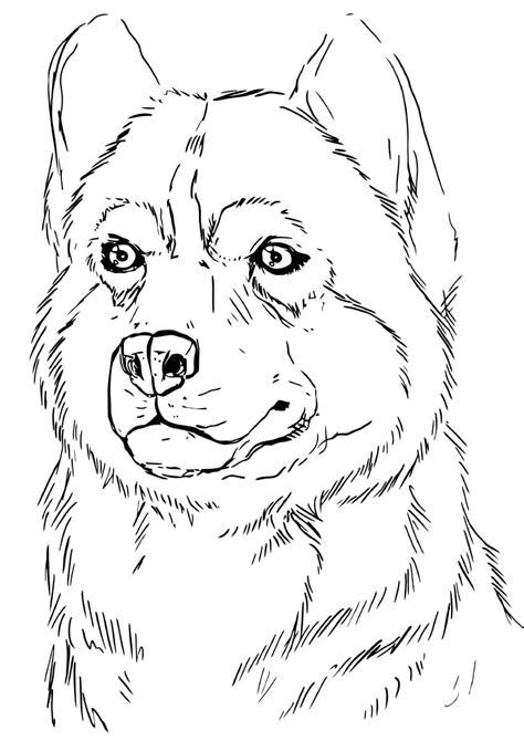 Husky Coloring Pages Print For Free Wonder Day — Coloring Pages For