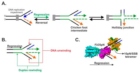 genes free full text dna helicase ssb interactions critical to the regression and restart of