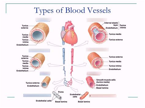 Five Types Of Blood Vessels