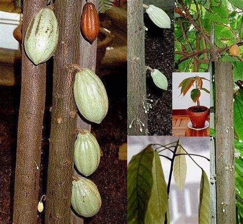 Plantfiles Pictures Theobroma Species Cacao Cocoa Tree Theobroma