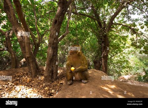 Young Monkey In Wild Forest Natural Habitat Stock Photo Alamy