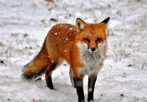 North American Red Fox Animals Interesting Facts