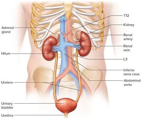 Kidneys filter waste out of the bloodstream and maintain the body's level of water. Urinary Incontinence - Causes, Types, Symptoms, Medication ...