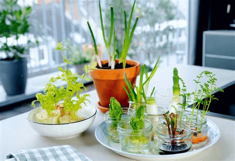 17 Vegetables Herbs And Fruits You Can Easily Regrow From Kitchen Scraps