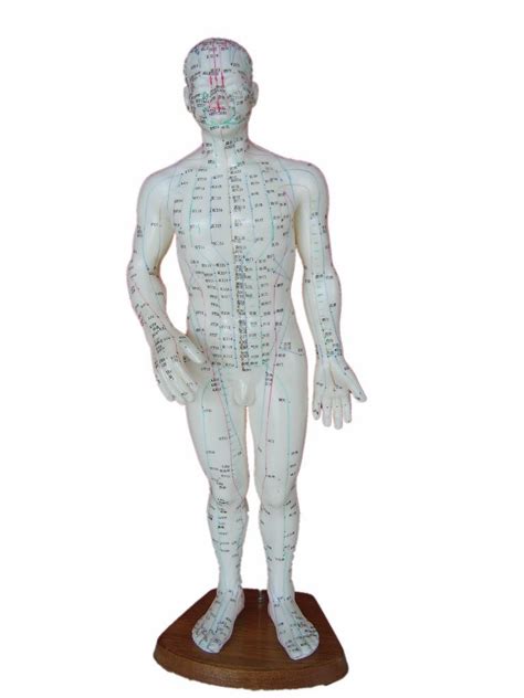 Acupuncture Full Body Model At Rs 2000 Piece Human Anatomy Models