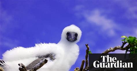In Pictures The Week In Wildlife Environment The Guardian