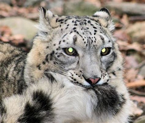 Snow Leopards Love Nothing More Than Playing With Their Fluffy Tails