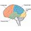Lobes Of The Brain  Introduction To Psychology