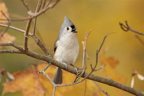 Tufted Titmouse In The Fall Photograph By Julie Barrick Fine Art America