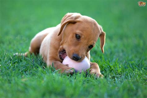 Playful Breeds Of Dogs Pets4homes