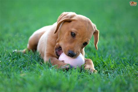 Playful Breeds of Dogs | Pets4Homes