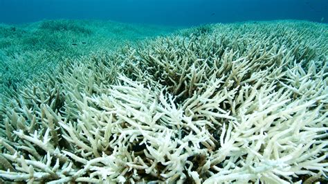 23 Of Great Barrier Reef Is Suffering From Coral Bleaching Condé