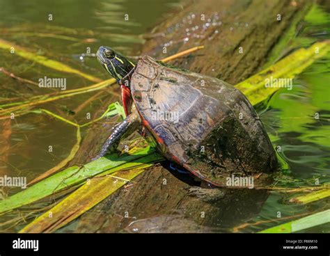 Midland Painted Turtle Chrysemys Picta Marginata Basking On A Log