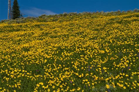 Photos By David Douglas Yellowstone Wildflowers