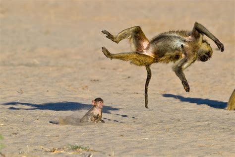 Photograph Flipped Out Sister By Marc Mol On 500px Wild Animals