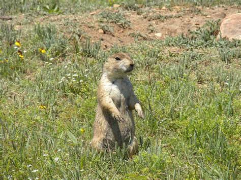 Prairie Dog Ecology And Management In Oklahoma Oklahoma State University