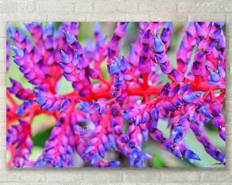 Purple Bromeliad Flower Wall Art Photo Print Canvas Art Etsy