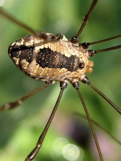 However, wood roaches are slightly smaller, about 3/4 to 1 1/4 inch long, and the adults, especially the males, appear tan because of the color of their wings. https://debsgardens.files.wordpress.com/2008/07/closeup ...