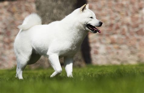 Japanese Dog Breeds The Smart Dog Guide