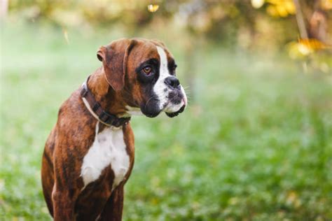 Boxer Dog Stock Photos Pictures And Royalty Free Images Istock