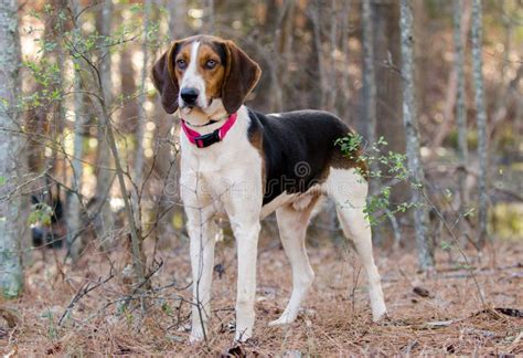 How Do Treeing Walker Coonhound Hunt