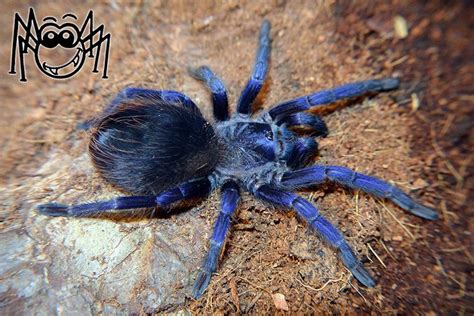 I want to see how many good names for pet tarantulas (or spiders) we can come up with. 221 besten Spinnen Bilder auf Pinterest | Insekten ...