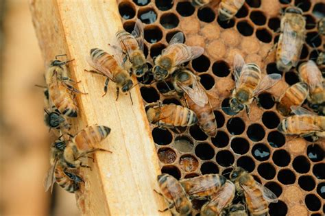 Honey Bee And Pollination Agrifutures Australia