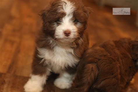 Teddy Aussiedoodle Puppy For Sale Near Richmond Virginia Ccaf6af8 9651