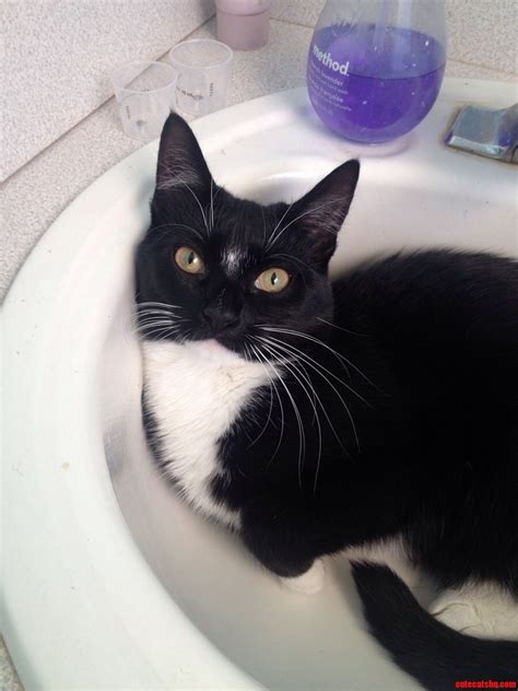Hey Rcats Meet Odi Featuring Her Favorite Sink Cute Cats Hq Pictures Of Cute Cats And