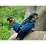 Macaws  Pet Parrot Care