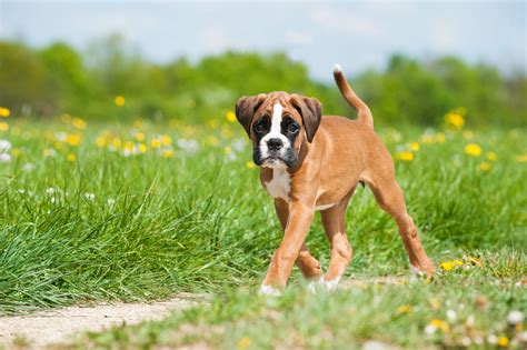 Boxer Puppies What To Expect With These Cuties Furry Babies