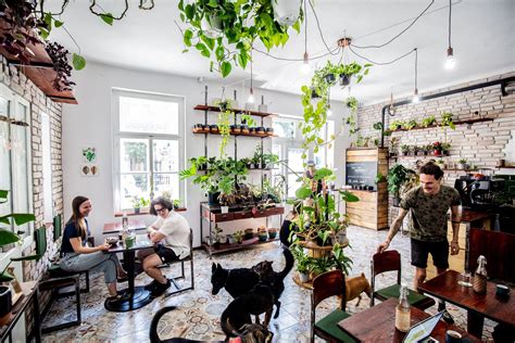 On an average summer day, the owl cafe will serve an average of six to seven hundred burgers. Mini jungle near City Park - Pesti Palánta is a plant shop ...