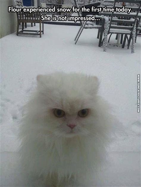 Snow Archives Fun Cat Pictures